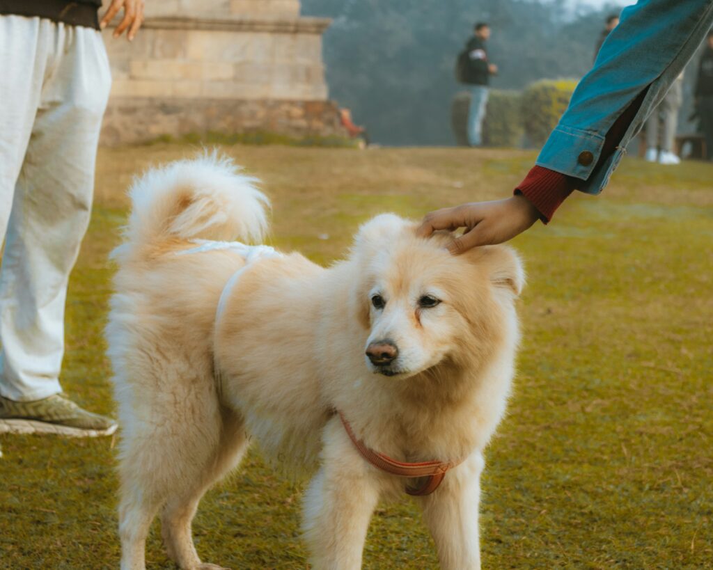India pet wearables market survey report