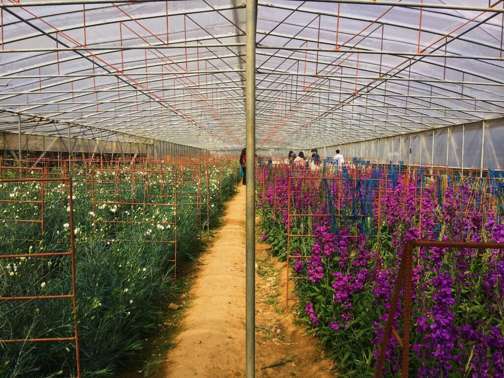 Philippines greenhouse horticulture