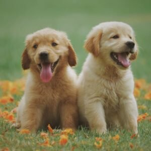Pet Parent Behaviour in Hong Kong, Singapore and Taiwan Survey Report 2026