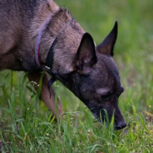 UAE Pet Wearables Market Survey Report 2026