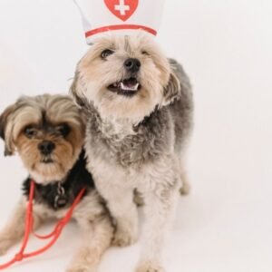 Taiwan Pet Food Market Size & Forecast 2026–2033