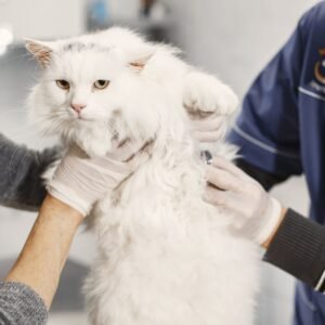 Saudi Arabia Pet Care Market Survey Report 2026