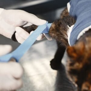 DTC Pet Food & Subscription Pet Care Market in Asia Size & Forecast 2026–2033