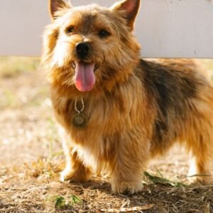 Hong Kong Premium Pet Food Market Size & Forecast 2026–2033