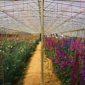 Philippines Greenhouse Horticulture Market Outlook to 2033